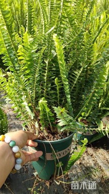 高度45厘米排骨草