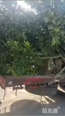 高度300厘米红心柚