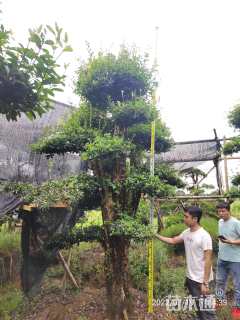 20公分椤木石楠