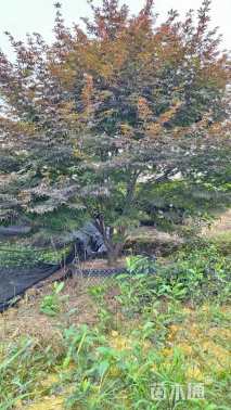 12公分日本红枫