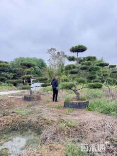 12公分造型黑松