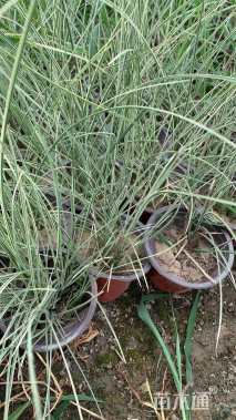 高度30厘米晨光芒