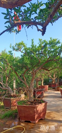 高度300厘米果石榴