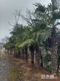 裸干高400厘米棕榈