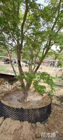 高度300厘米丛生鸡爪槭