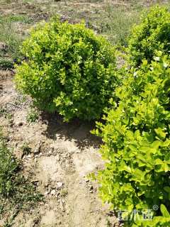 冠幅180厘米大叶黄杨球