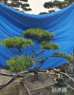 高度80厘米黑松