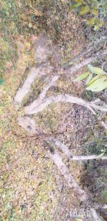 高度3500厘米石榴