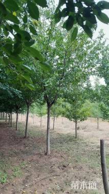 12公分日本晚樱