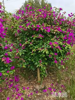 高度200厘米三角梅