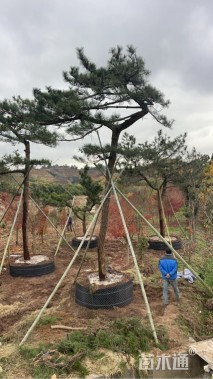 高度900厘米黑松