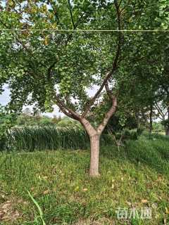 16公分造型银杏