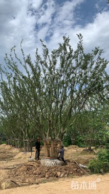 60公分丛生朴树