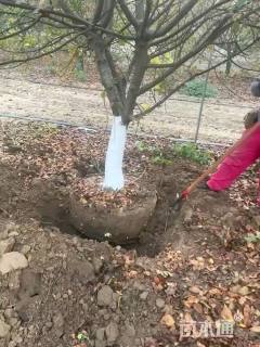 12公分垂丝海棠