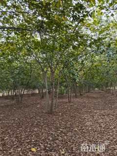 40公分(4杆)丛生榉树