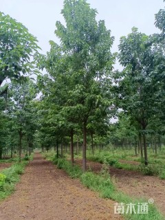 20公分楸树