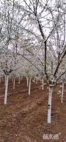 12公分染井吉野樱