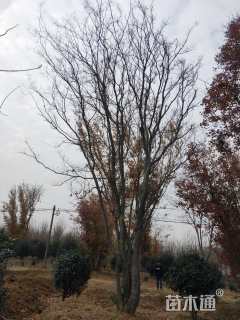 10公分(5杆)丛生朴树