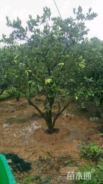 高度350厘米丛生胡柚