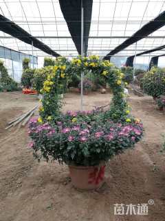 高度80厘米菊花