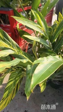 高度25厘米花叶良姜
