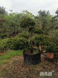 移栽苗造型罗汉松