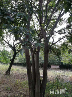 150公分丛生朴树