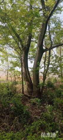 60公分朴树