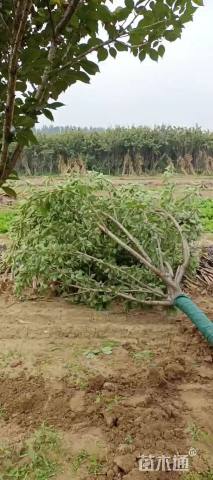 10公分日本晚樱