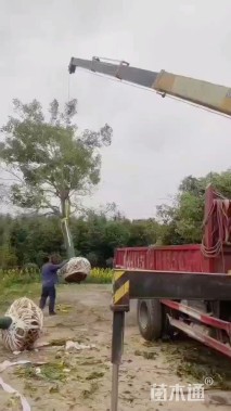 20公分红果冬青