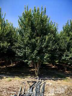 高度700厘米丛生三角枫
