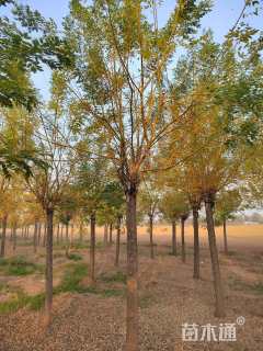 15公分黄金槐
