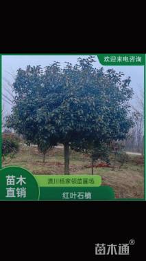 10公分红叶石楠