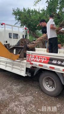 高度300厘米石榴