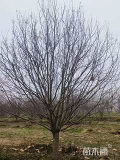 18公分钻石海棠