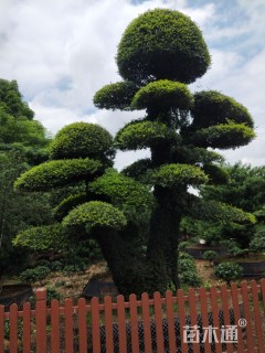 70公分造型榆树