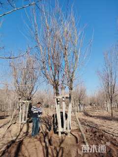 高度500厘米丛生元宝枫