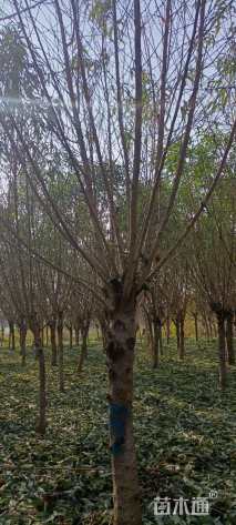 10公分青叶碧桃