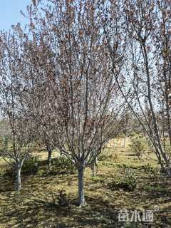 18公分王族海棠