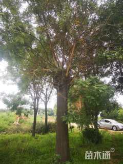 50公分国槐