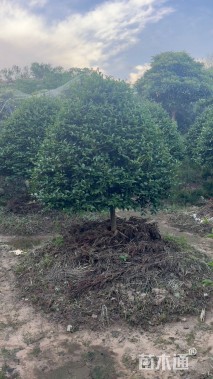 高度200厘米茶梅