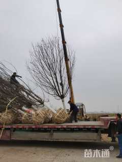 15公分绚丽海棠