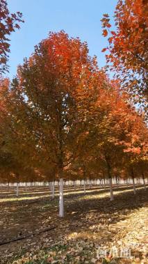 15公分北美红枫