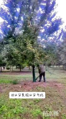 15公分美国红枫