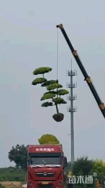 12公分造型金叶榆