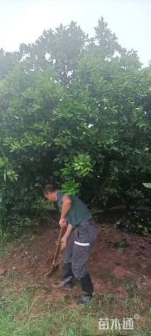 高度350厘米丛生胡柚