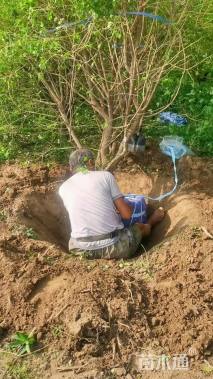 高度400厘米冬珊瑚