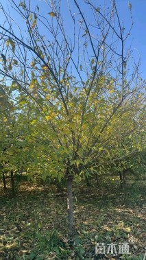 高度300厘米蜡梅