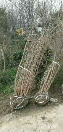 高度530厘米丛生蜡梅