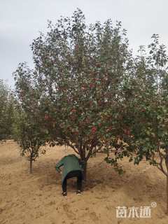 15公分八棱海棠